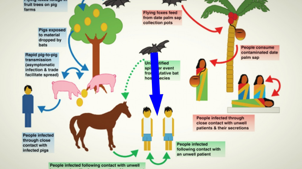    NiV вирус снова атакует— почему нам всем стоит быть настороже