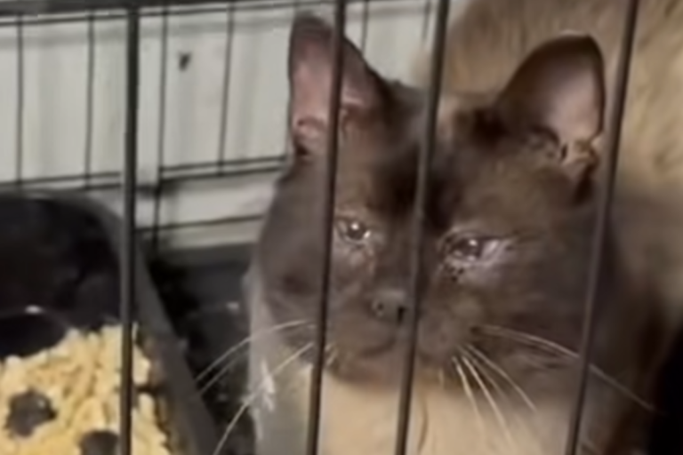 В Тверской области спасли кота-инвалида