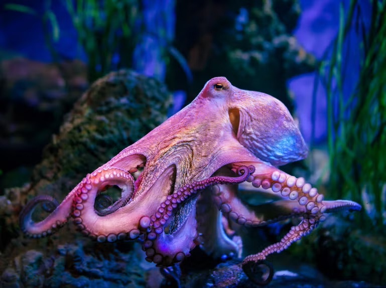 nationalgeographic.com