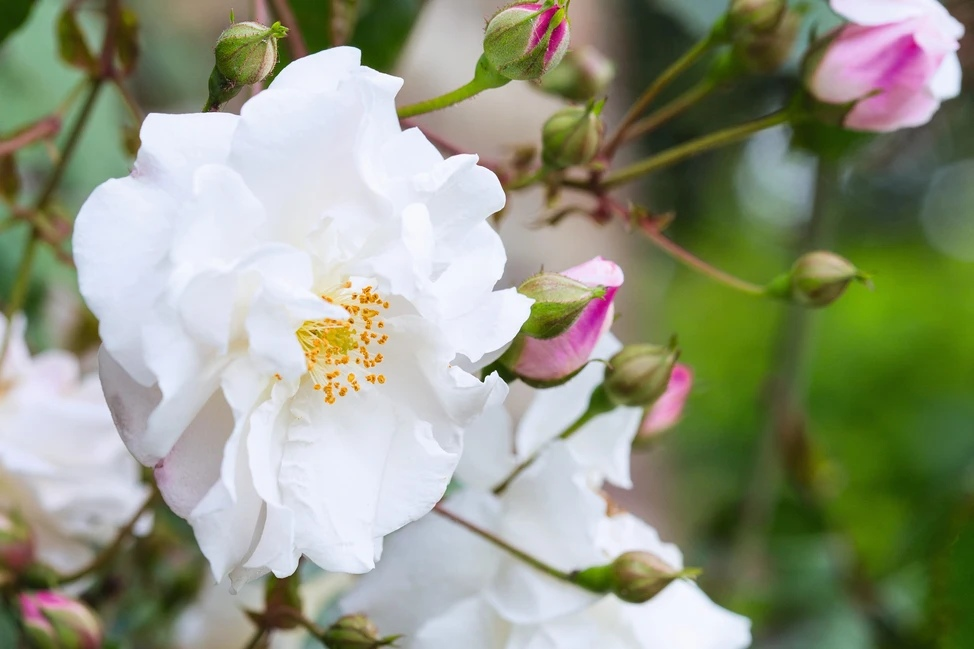 Роза 'Аделаида Орлеанская'