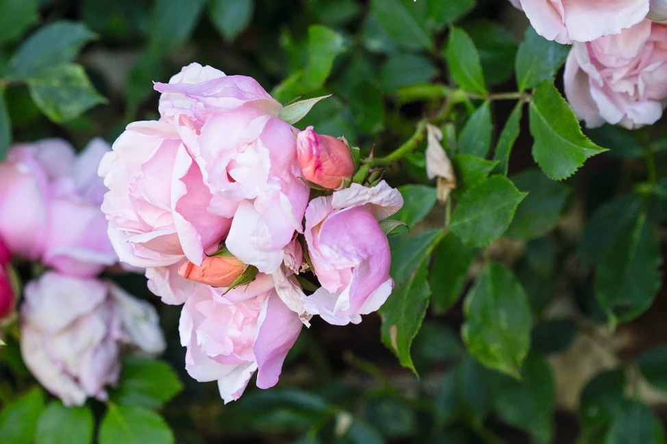 2. Роза Альбертина