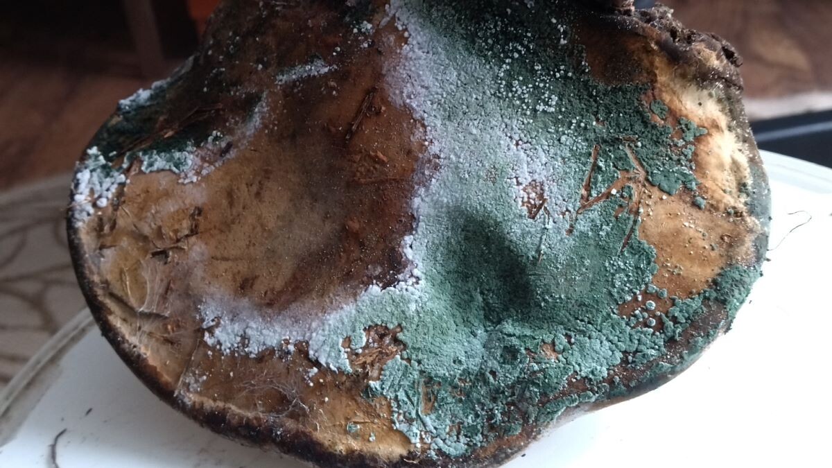 Триходерма на трутовике. Фото автора 