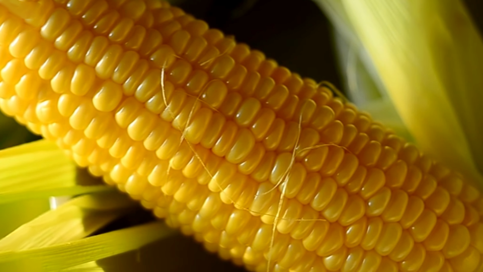 ФОТО: Кадр из программы"Тайны Чапман", РЕН ТВ