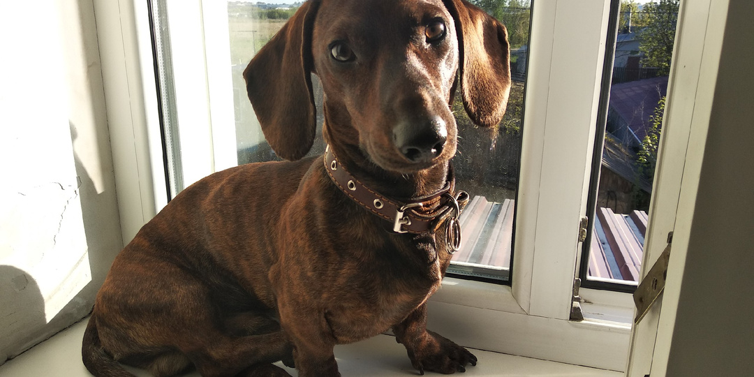 Дорога домой: путь в Ленинград