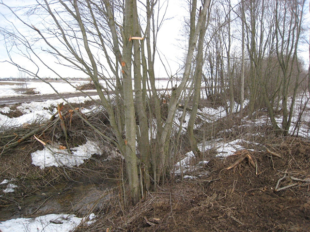 Тверичанам объясняют, можно ли на своем участке засыпать мелиоративную канавку