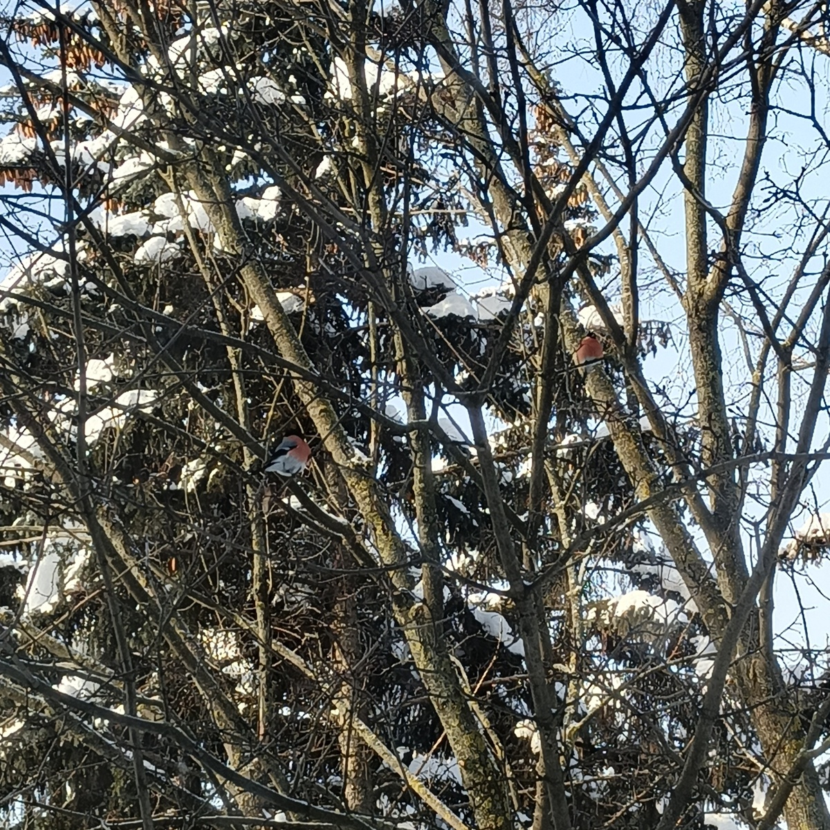 Красногрудые гости этой зимой 