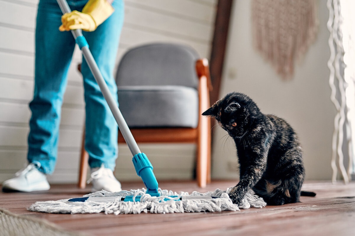 Фото с сайта: https://gk-aristocrat.ru/koshka-moet-pol