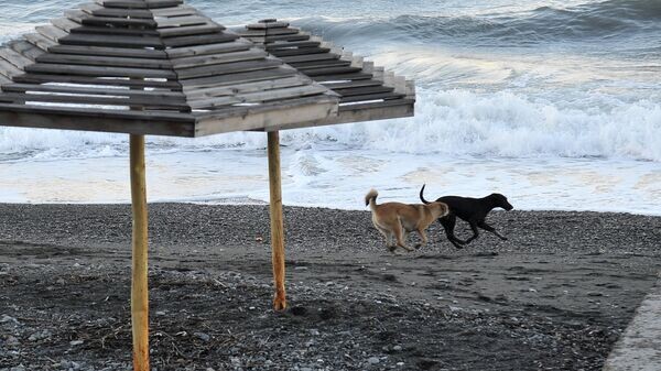    © РИА Новости . Владимир Песня