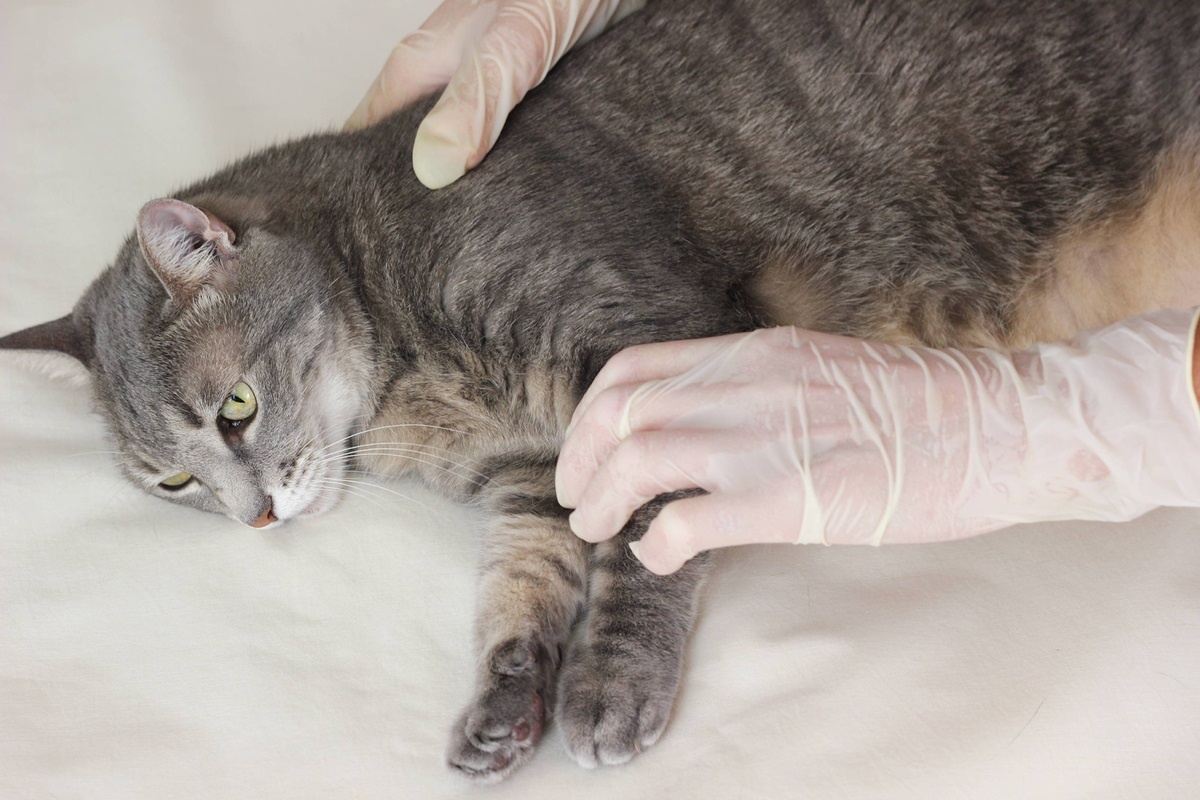 Фото с сайта: https://dzen.ru/a/Zy3wqxVqXC2JX6QG