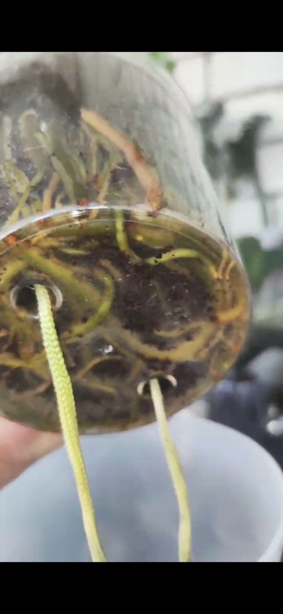 Свет 

Ваш Король – настоящий любитель света, и чем его больше, тем лучше! 
Забудьте про темные углы – там он будет чахнуть: сегменты станут тонкими, бледными, а сам куст развалится.
Конечно, не стоит ставить его под палящее южное солнце в Сочи – это перебор. 
Идеальное место – западное окно, где света много, но он не такой агрессивный.

А если ваш замик оказался в темном углу, и вы хотите его спасти, то самое время подумать о досветке. 
Фитолампы – отличный выход, и вы найдете их в разделе "Полезности".

Тепло

Зимой ваш замиокулькас особенно нуждается в тепле. 
Поставьте его на теплый пол или электрический коврик, и вы будете приятно удивлены, как он преобразится! 
Тепло стимулирует его рост и сделает его счастливым.


Еда - МНОГО ЕДЫ

Этот красавец – настоящий обжора! 
Он ест много и постоянно. 
Чем больше вы его кормите, тем толще и крепче становятся его рахисы, тем ярче и сочнее сегменты, и тем сильнее и пышнее весь куст. 
Не жалейте для него удобрений, и он отблагодарит вас своим великолепным видом!

❤️
❤️
❤️
