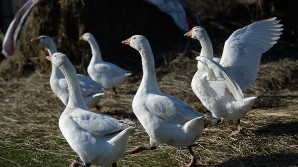    © Sputnik / Павел Лисицын