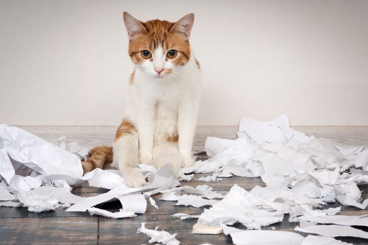 Фото с сайта: https://dzen.ru/a/ZmMik_kqHGOjh5Tx