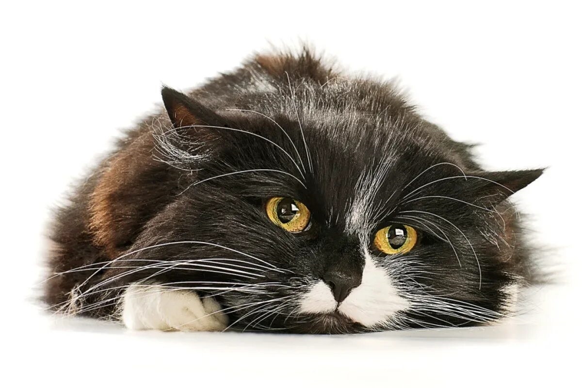 Фото с сайта: https://amomeugato.blog.br/5-motivos-para-adotar-um-gato/