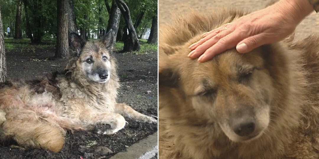 На что способна собачья преданность