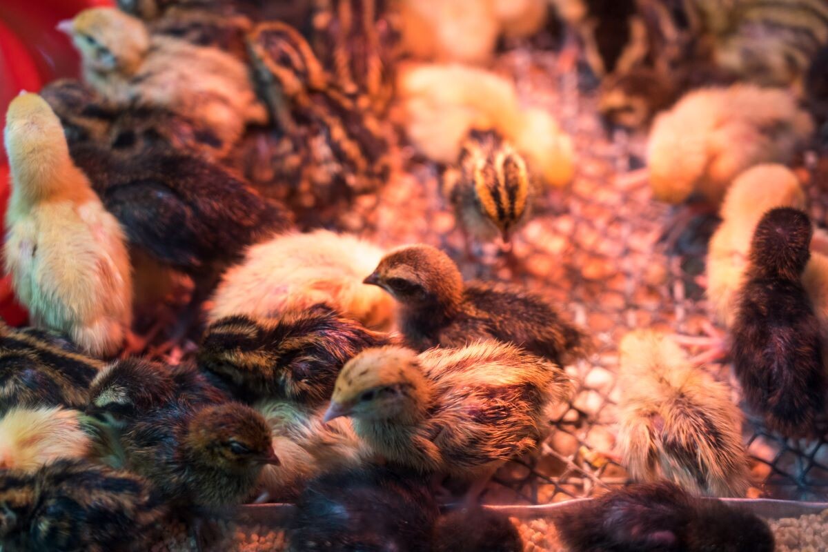 Фото: Александр Плонский / «Агроэксперт»