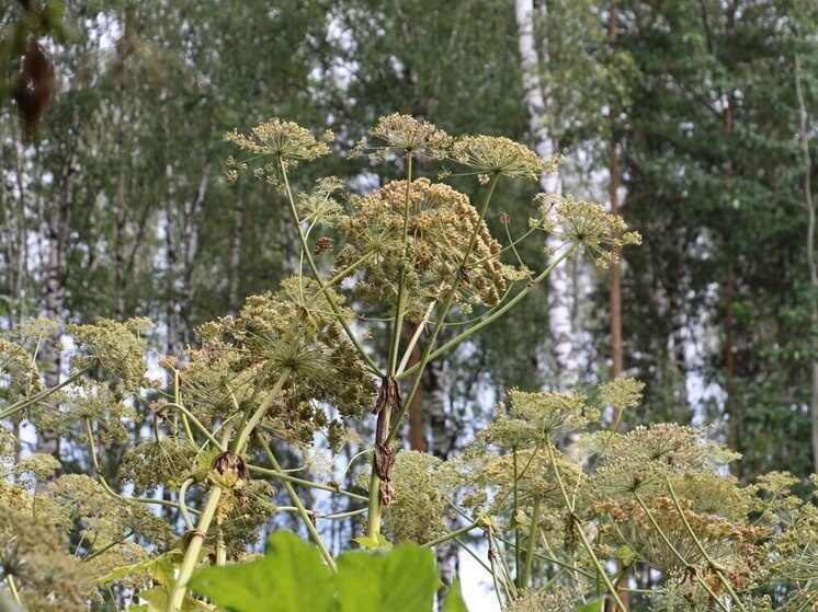     Должностные лица могут заплатить еще более внушительную сумму: до 100 тысяч рублей за заросли борщевика. Фото: Архив МК в Великом Новгороде