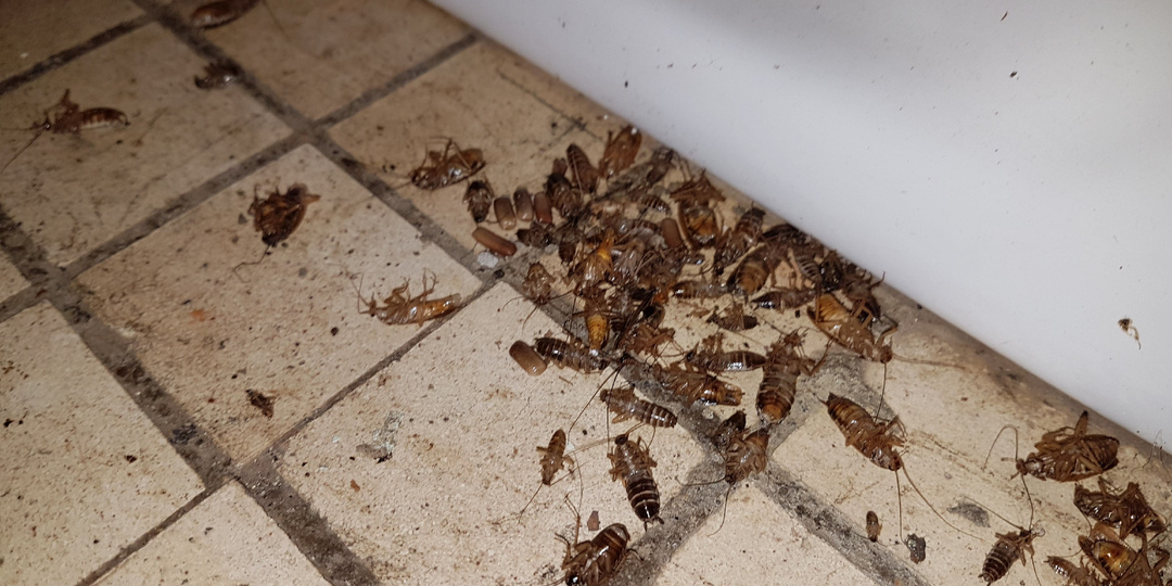 Как быстро вывести тараканов из квартиры? Все рабочие способы!