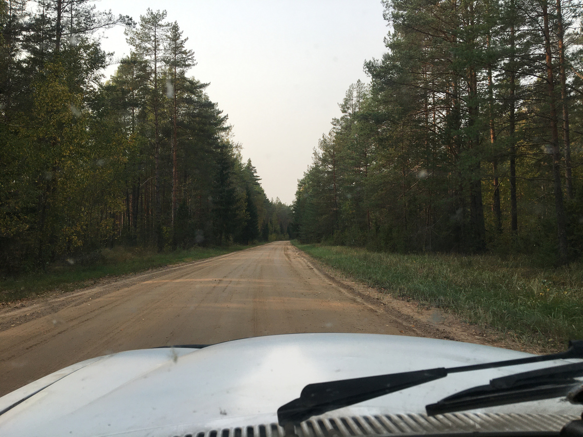 Дорога в лесу