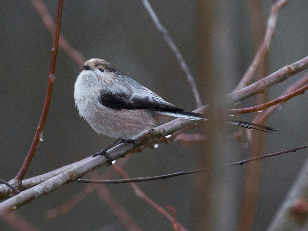 хвост прямо.