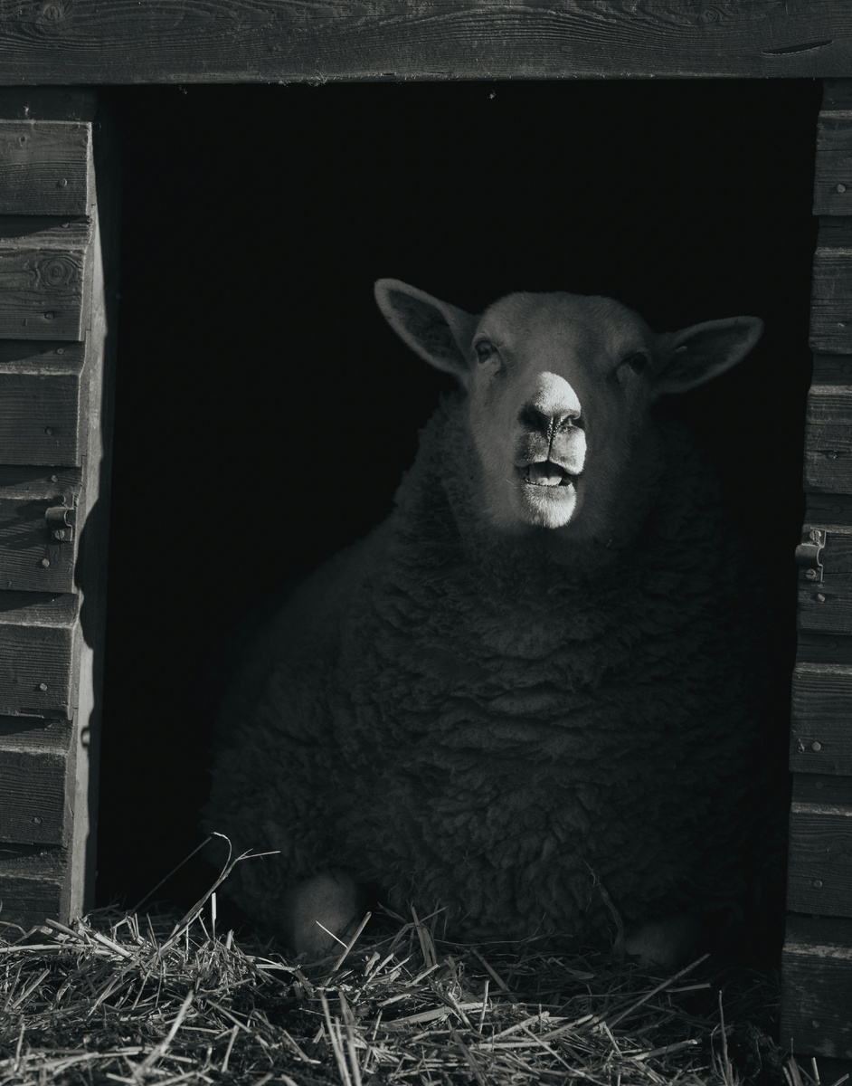 Изображение: www.pexels.com
