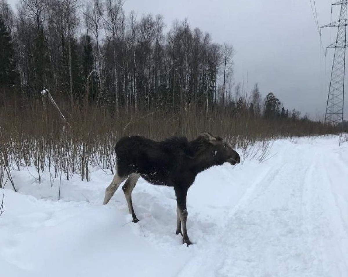    Фото: пресс-служба Комлесхоза МО