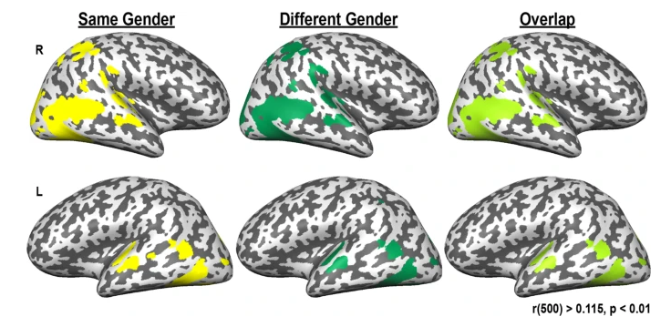Нейронное сходство по данным фМРТ при обработке математики между детьми а) одного пола б) разного пола в) объединенные данные. И да, они ОДИНАКОВЫЕ.