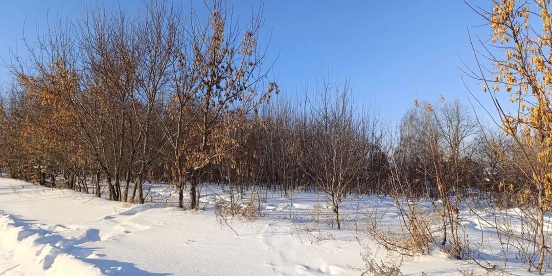 Клён - напасть заброшенной местности. Велено с ним бороться