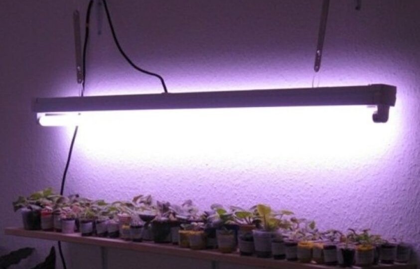 Уход за комнатными растениями в феврале