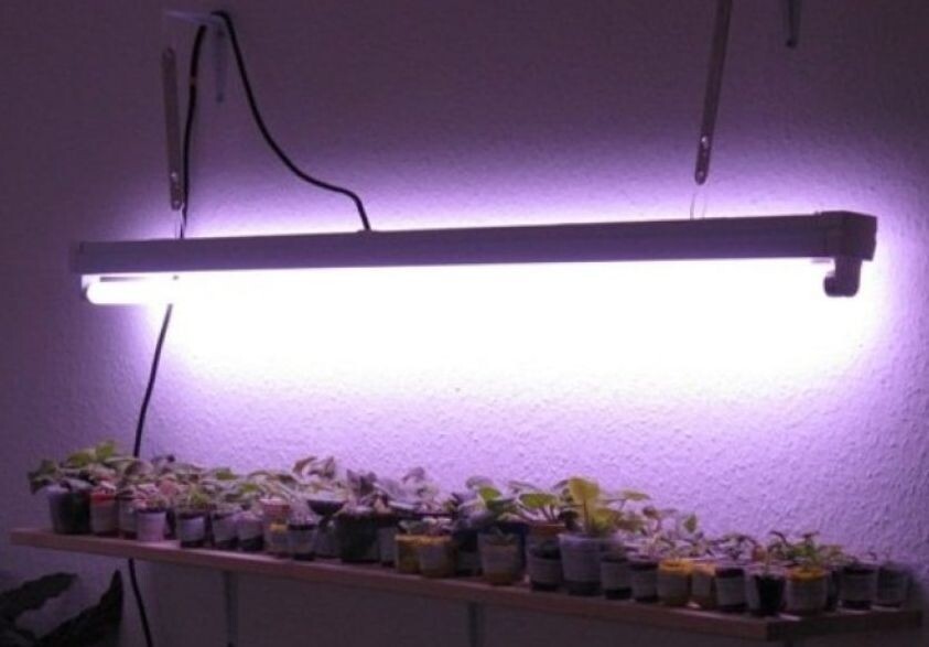 додсвечивание комнатных растений 