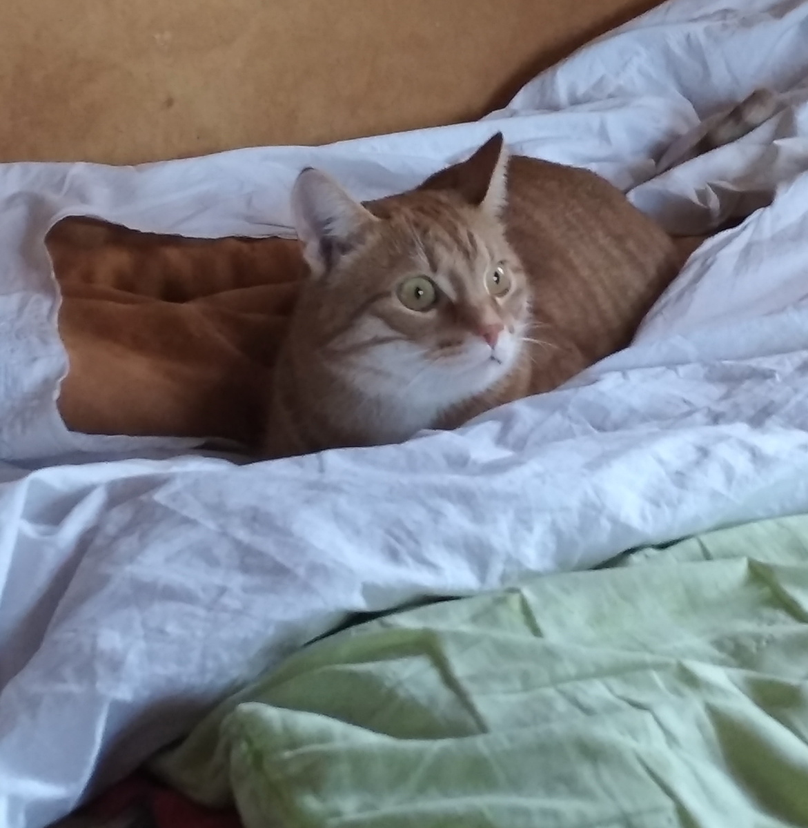 личное  фото