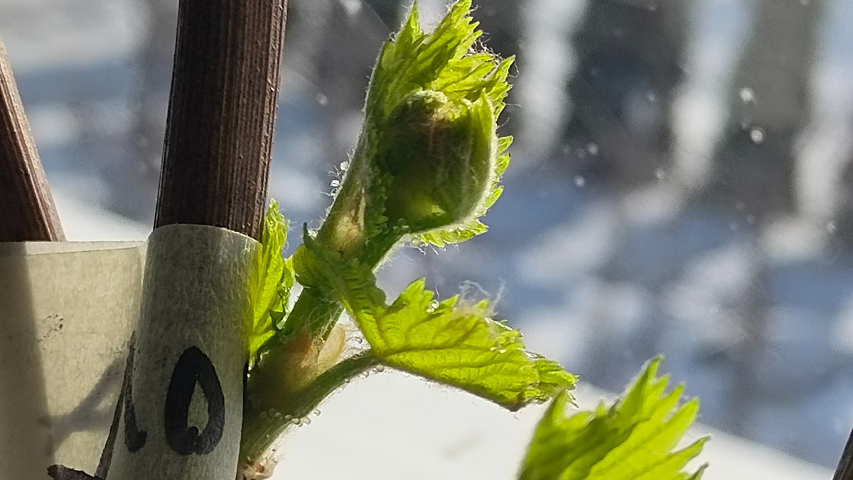 Это уже побеги от января 2026 года 