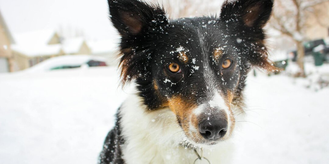 Страшный зверь