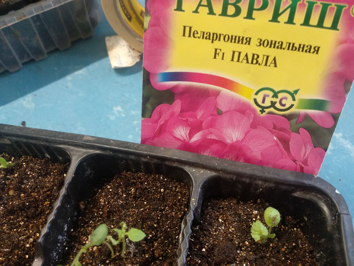 Всходы пеларгонии зональной. Фото автора