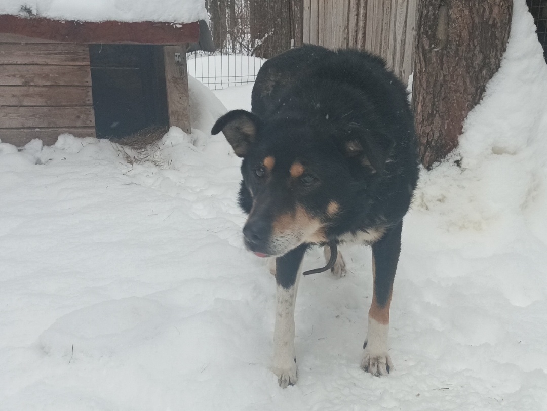 Очень осторожно подходит к чужим людям