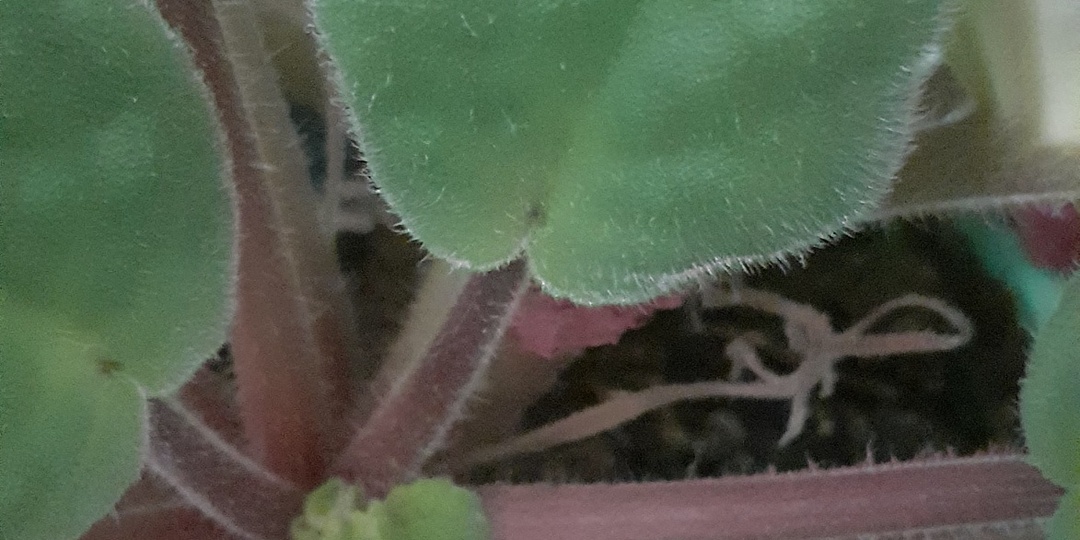 ФИАЛКИНЫ ДЕТКИ.