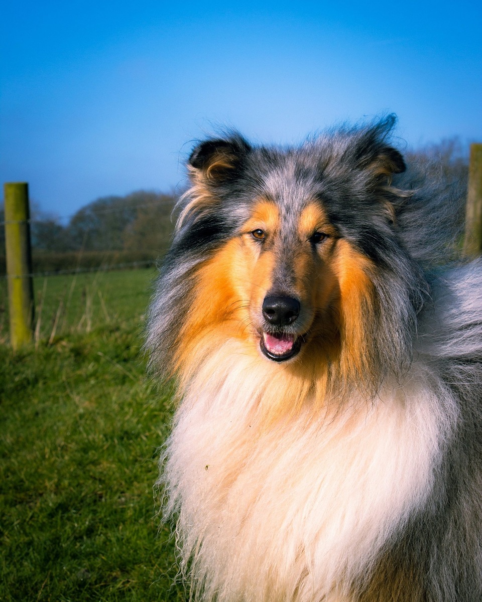    Общее прошлое пастушьих собак и роскошная шерсть — наследие суровых шотландских холмов