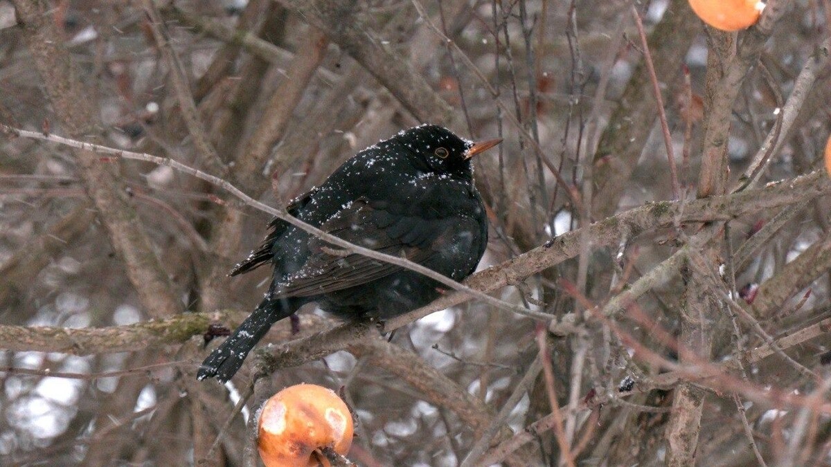   t.me/kazdoytvaripopare