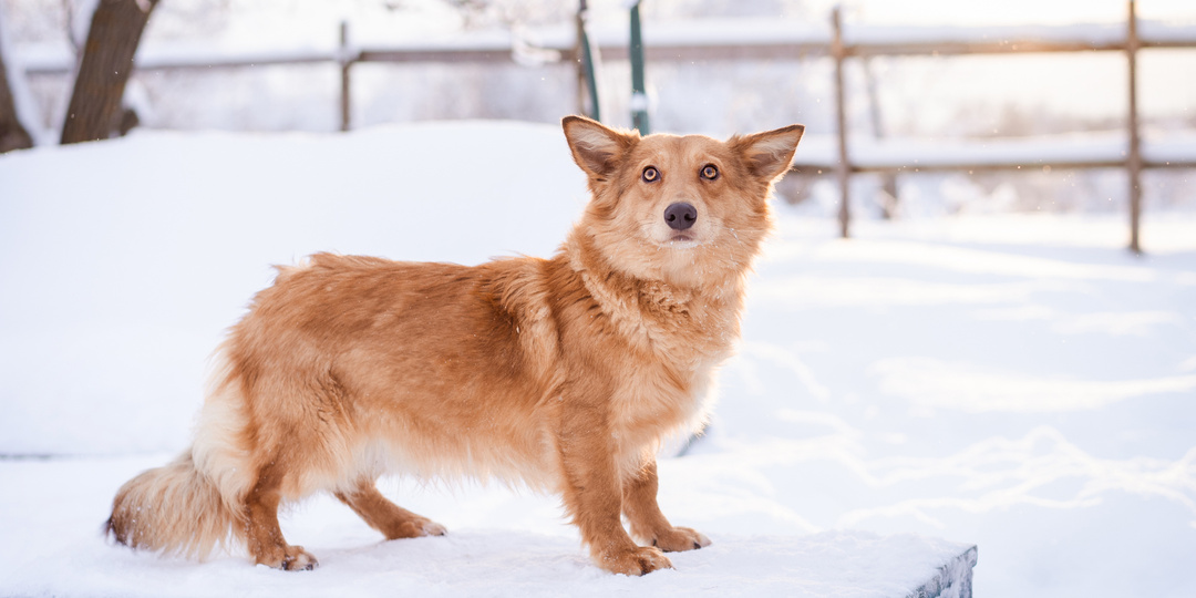 Маленький пёсик из приюта ищет дом!