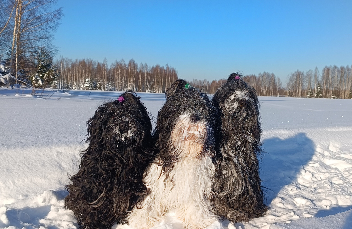 Ева, Лаврик и Тим