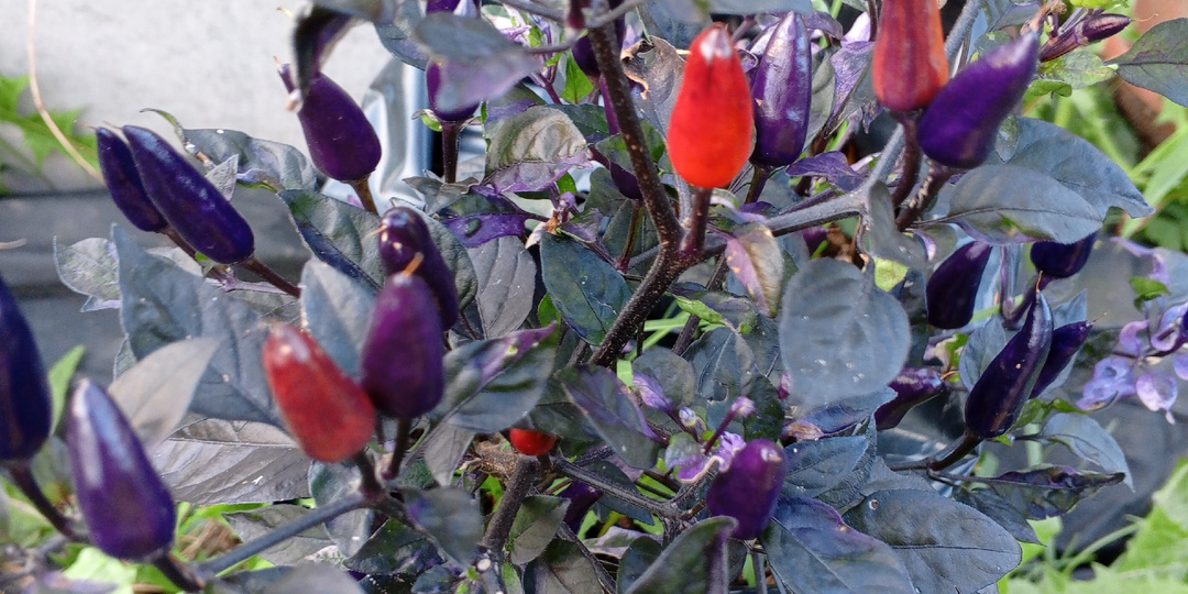 Мои острые перцы 🌶️🔥 Обзор сортов