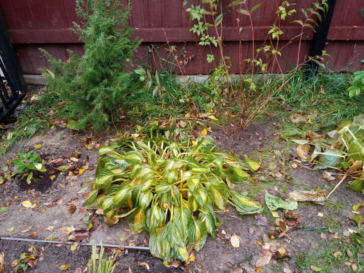 Один из рододендронов слева.