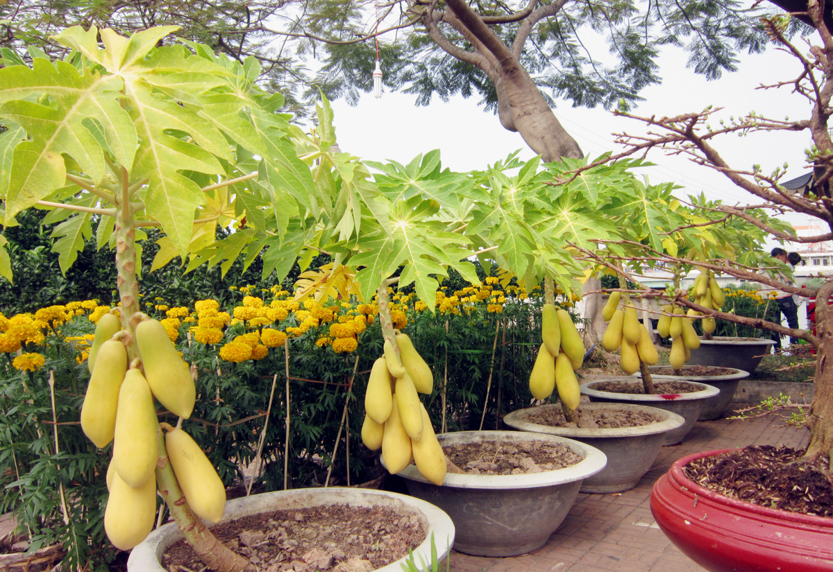 Источник фото: commons.wikimedia.org