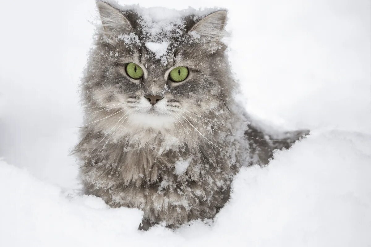 Фото с сайта: https://www.wideopenspaces.com/siberian-cat-breed/?itm_source=parsely-api