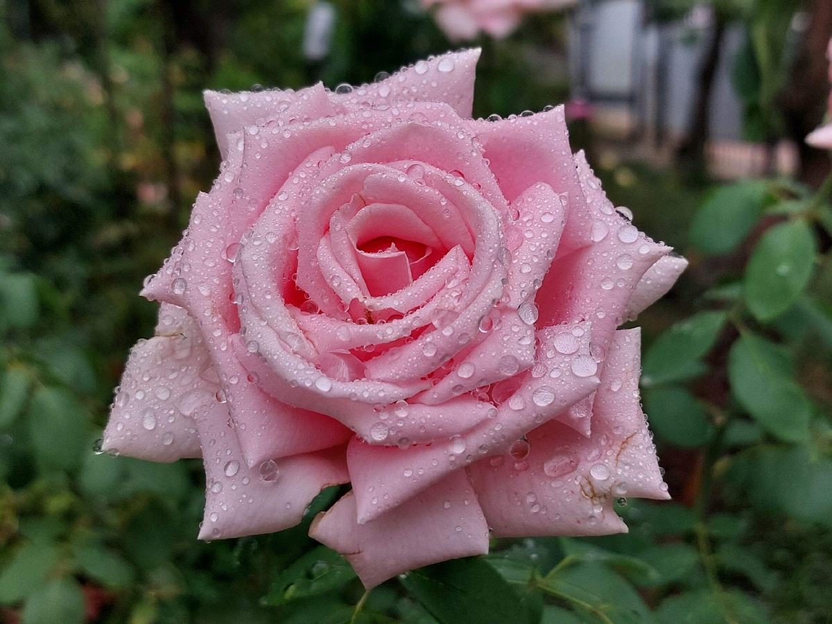 Роза Фредерик Мистраль.