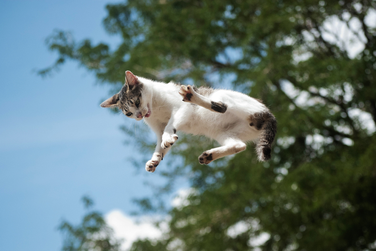 Фото с сайта: https://crl.com.ua/macska-9-élete-k.html