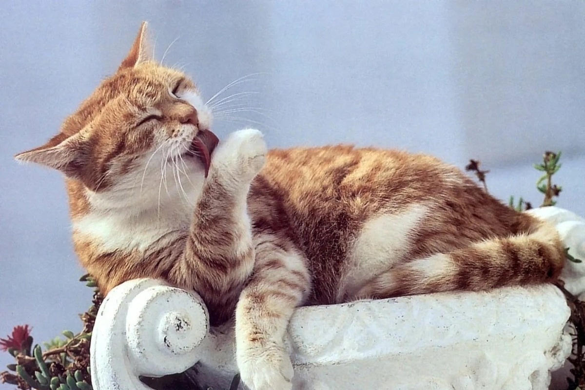 Фото с сайта: https://www.mk-kalm.ru/social/2024/08/25/koshka-predveshhaet-solnechnuyu-pogodu.html