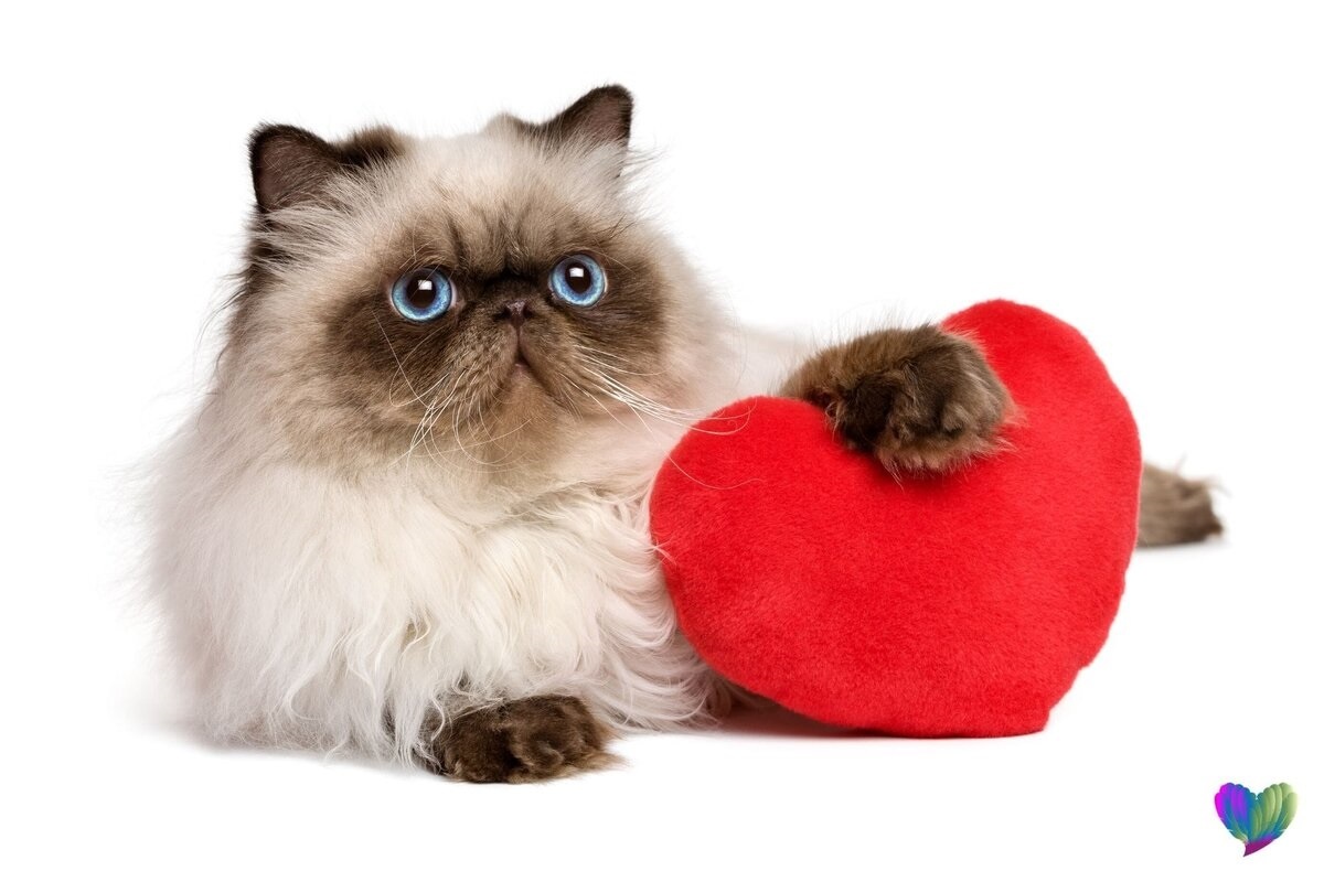 Фото с сайта: https://zen.yandex.ru/media/svobodnoeserdze/zaviduiu--5dd3882ce482af743b16e40d