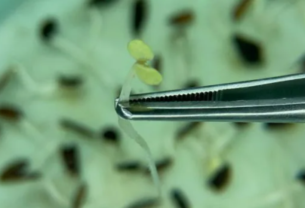 Источник фото: rsc47.ru