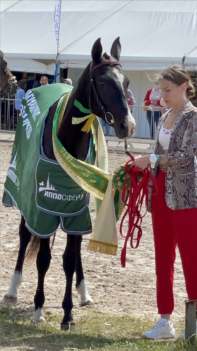 Победитель породного ринга ахалтекинцев