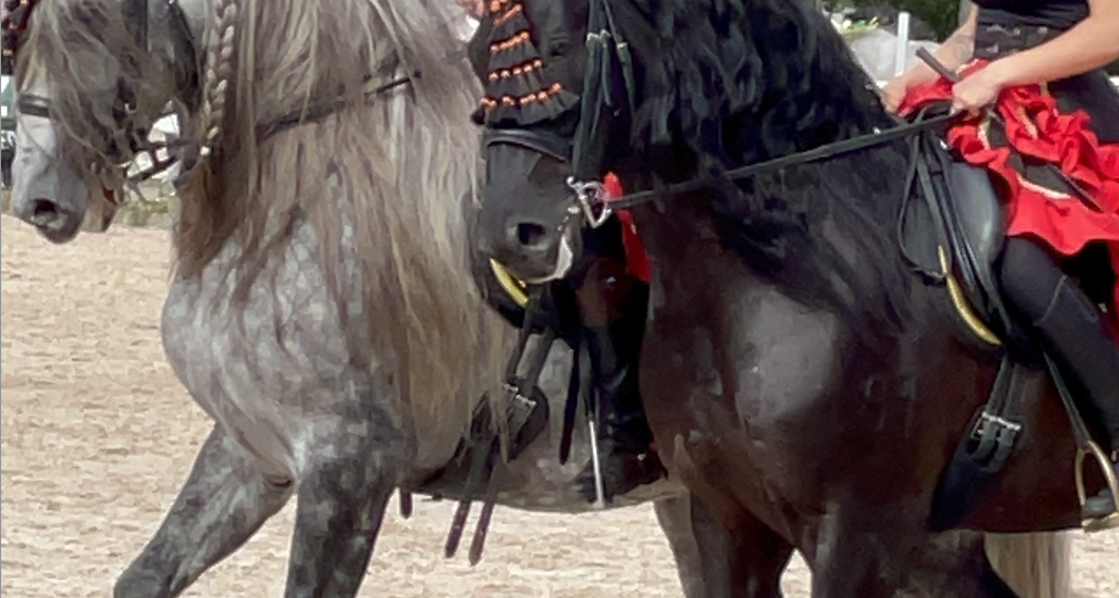 Конная выставка Иппосфера-2026 не состоится.